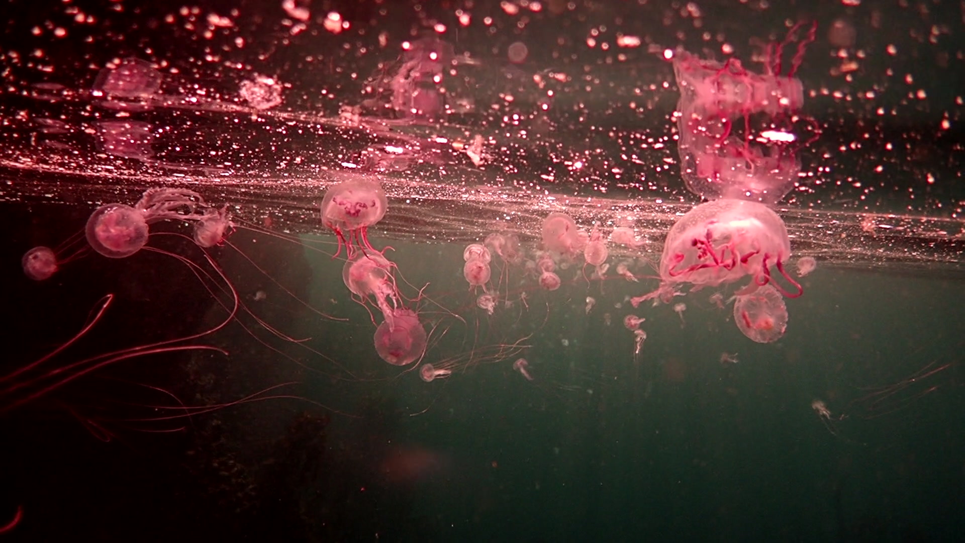 Octopus sticking to the underside of a rock