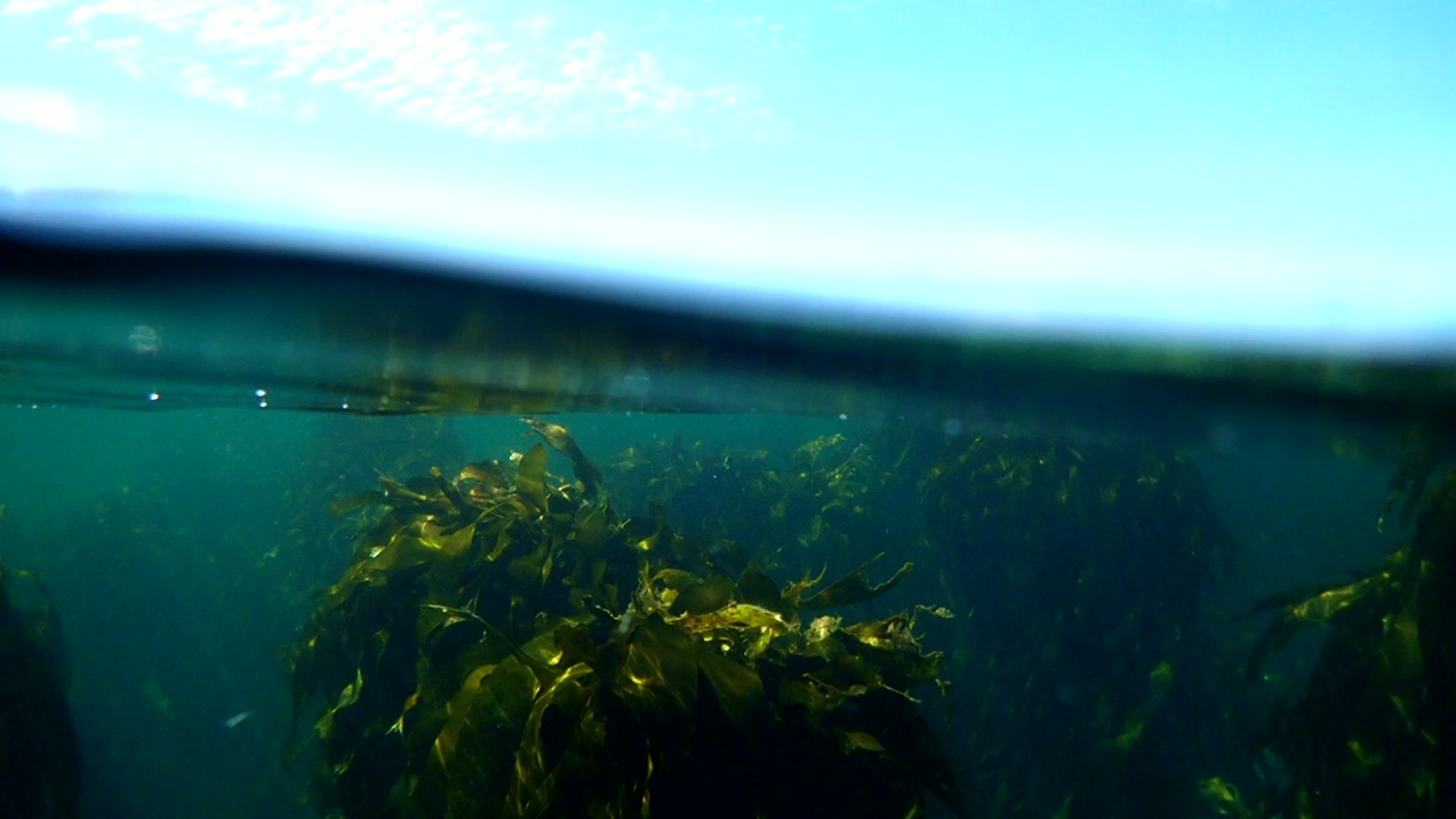 A spotted gully shark swimming along the ocean floor