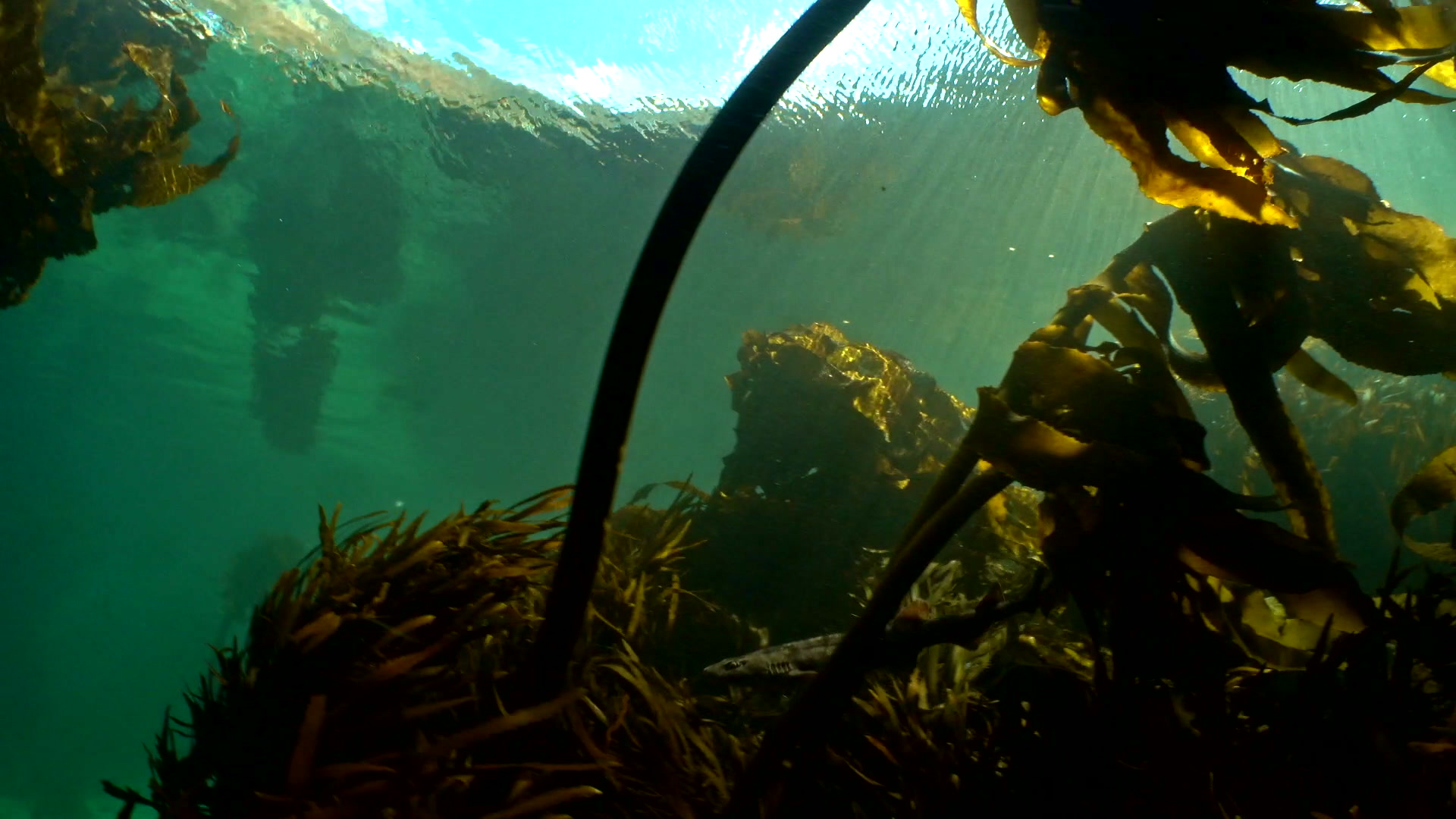 sea bamboo growing from the sandy ocean floor