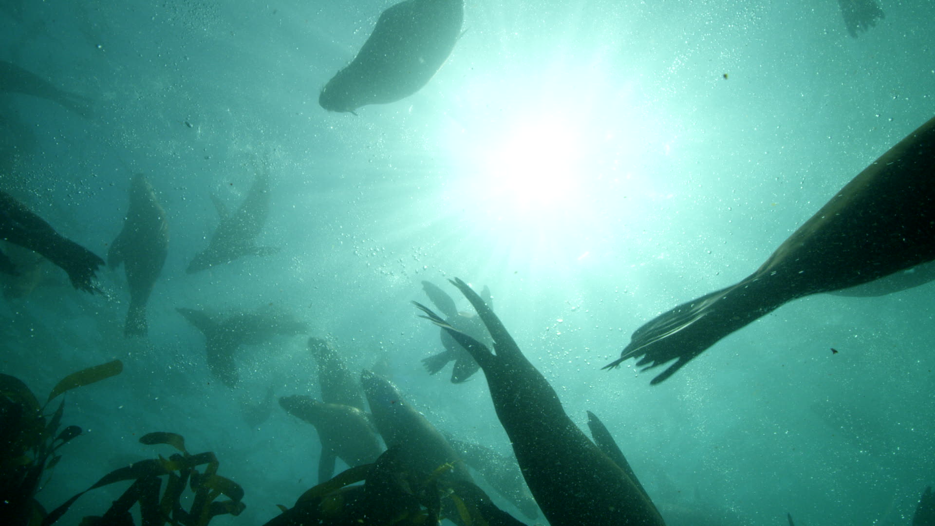 Man snorkelling on the edges of a kelp forest