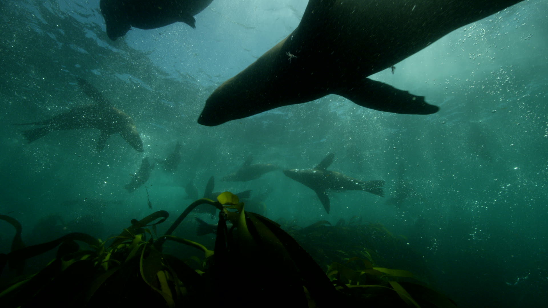 Man snorkelling in a kelp forest
