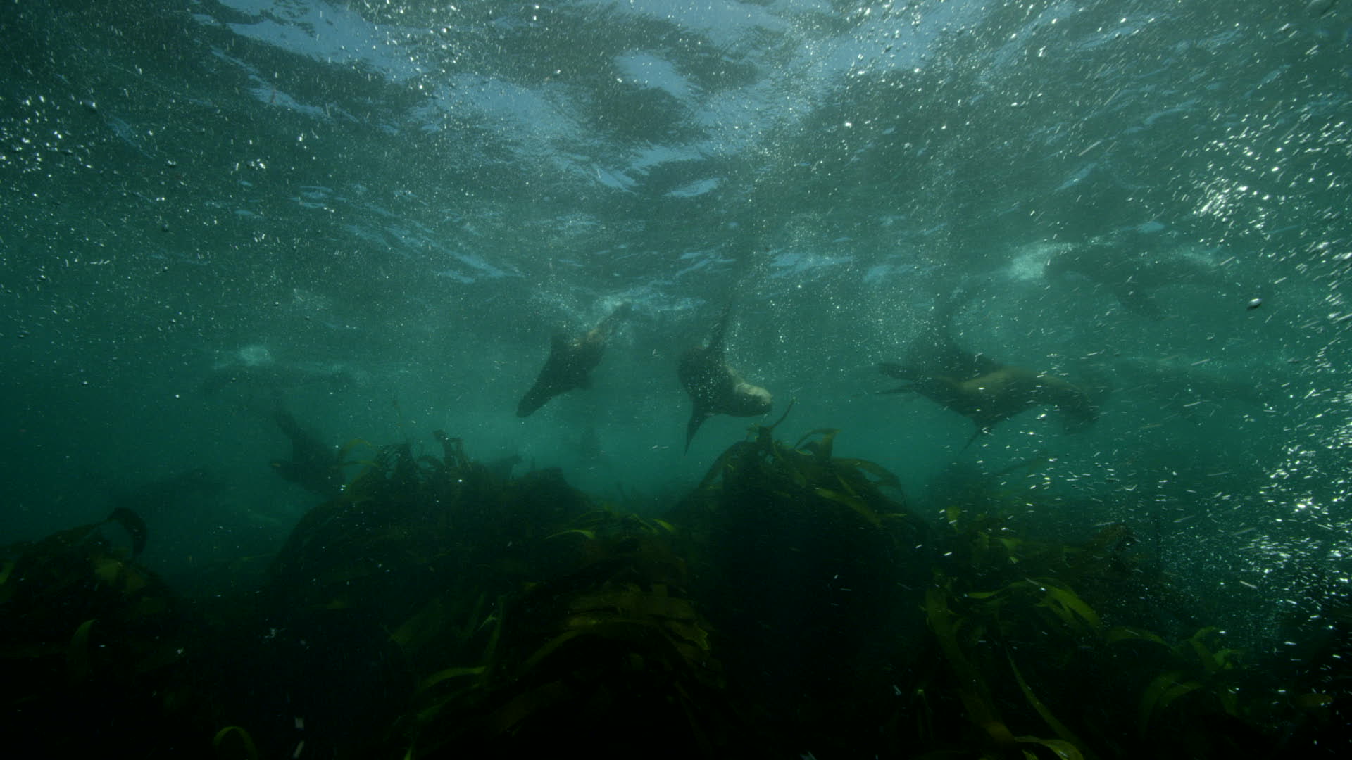 Man snorkelling in a kelp forest