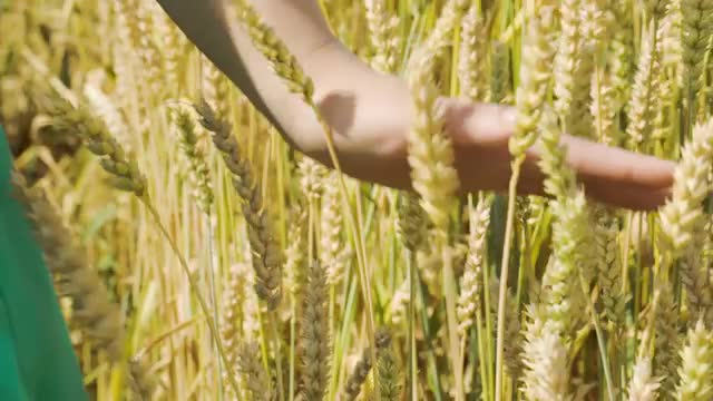 Woman touching ripe wheat
