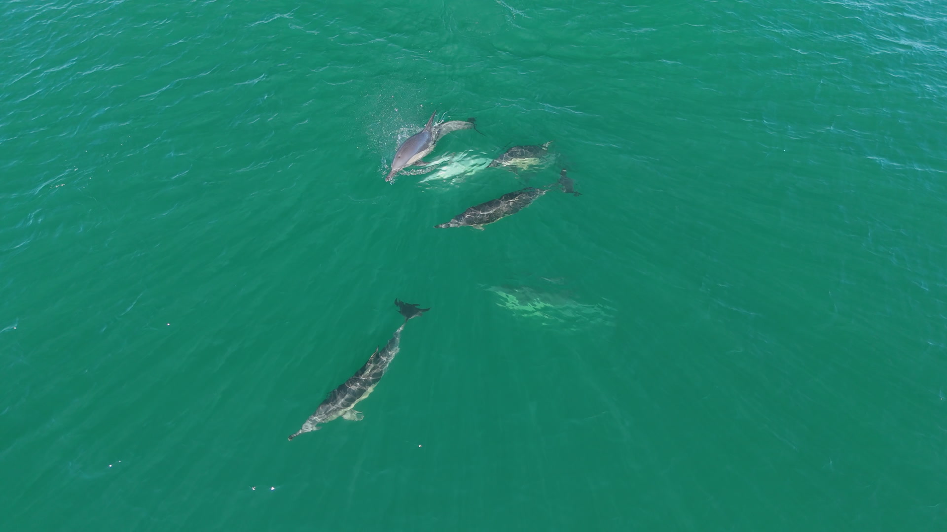 Common Dolphins