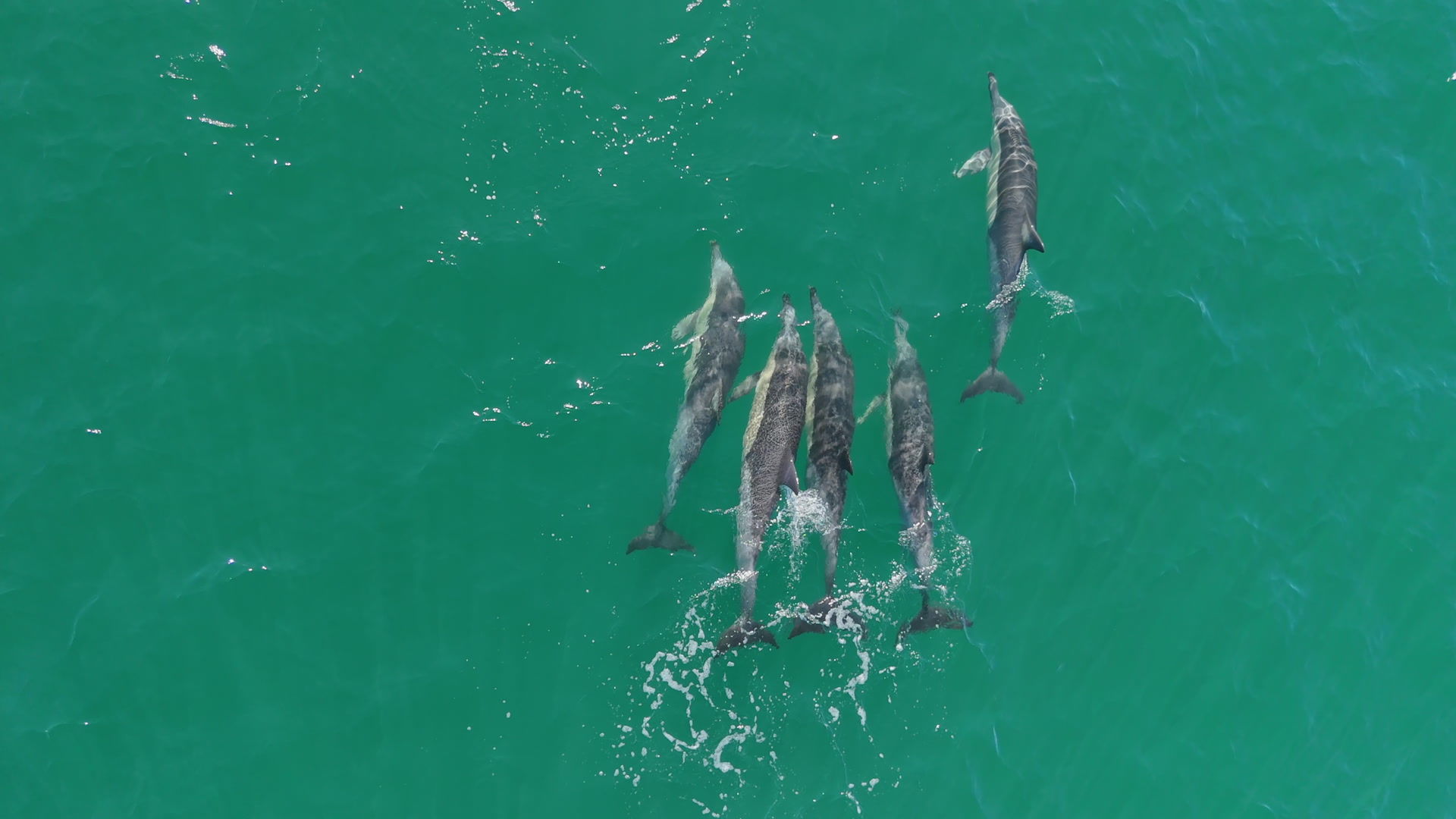 Common Dolphins biting
