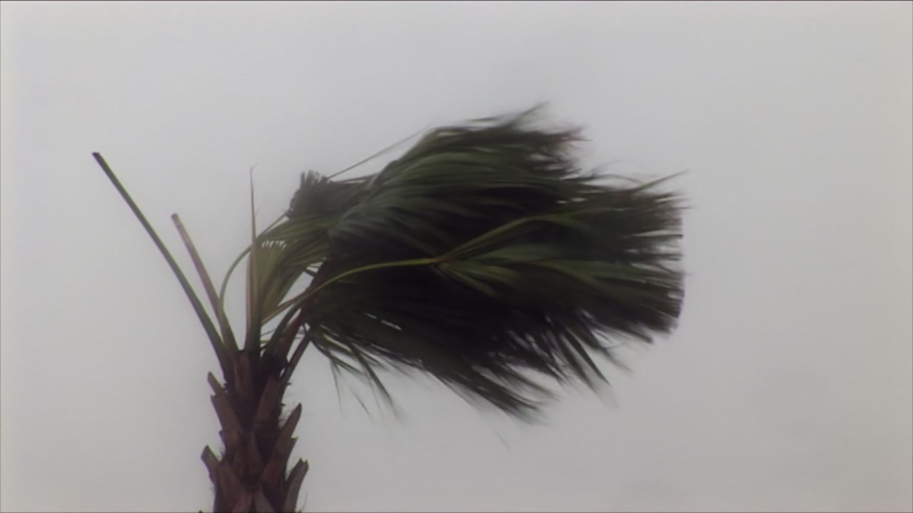 Palm tree blow in strong winds - Hurricane Gustav, Mississippi, HD 1080
