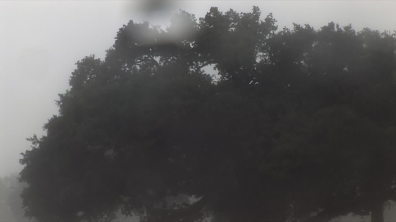 Heavy rain and wind blow past trees - Hurricane Gustav, Mississippi, HD 1080