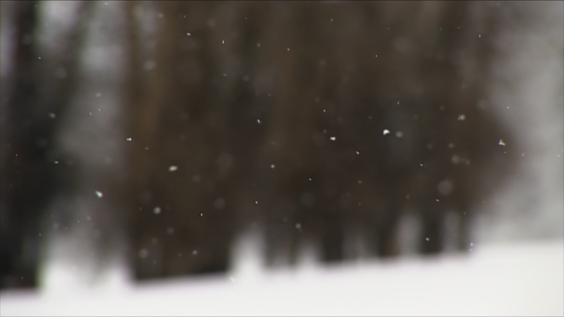 Close-up of snowflakes falling, wooded area behind - winter storm, HD 1080