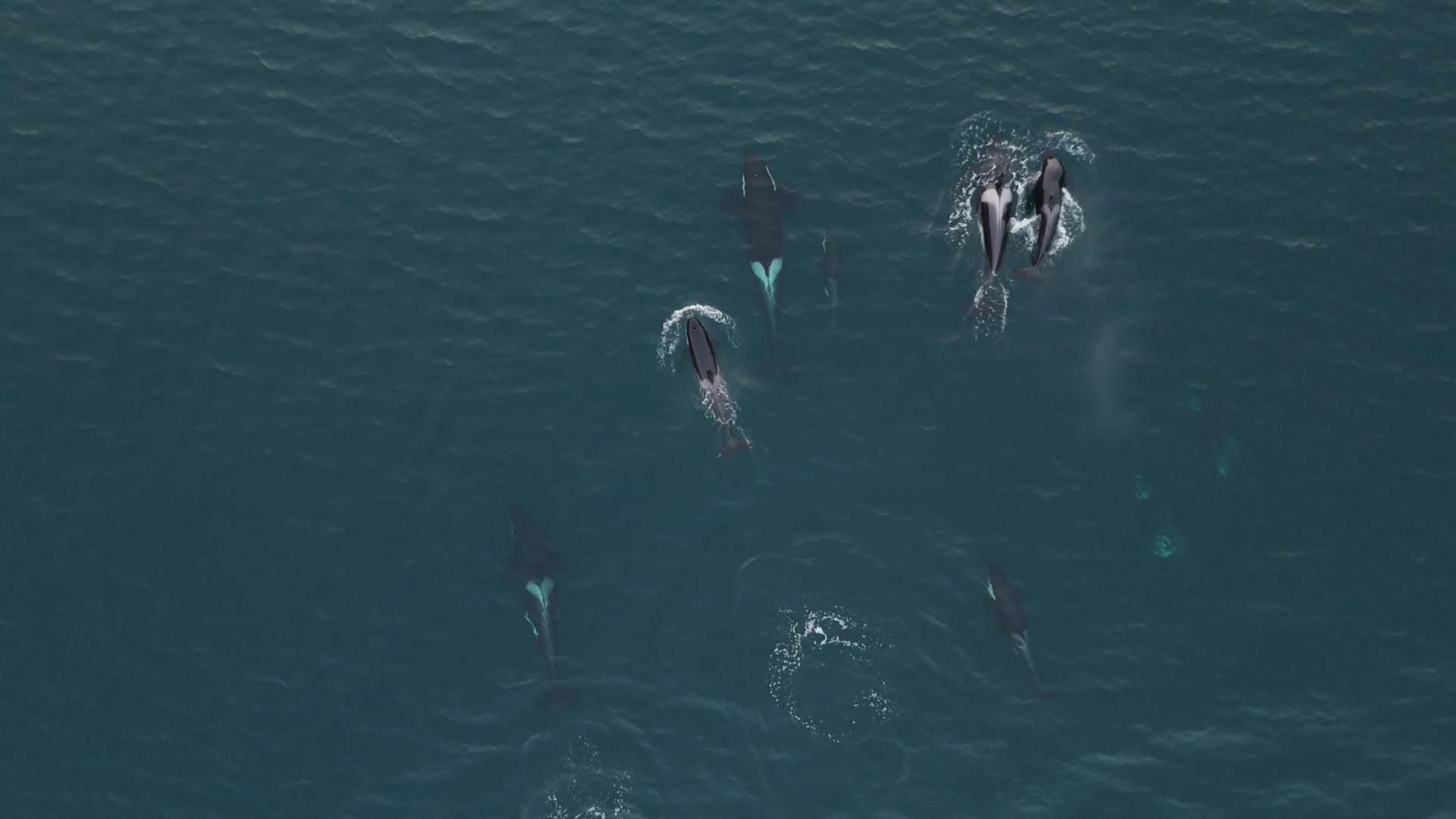 Pod Of Orcas Moving