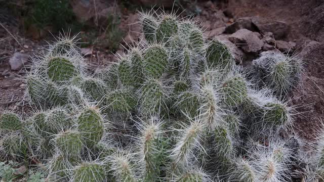Prickly Pear Cactus