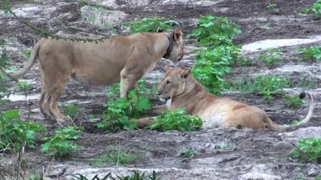 Lionesses - Tanzania