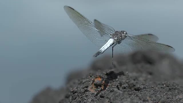 Dargonfly macro shot 3200 fps