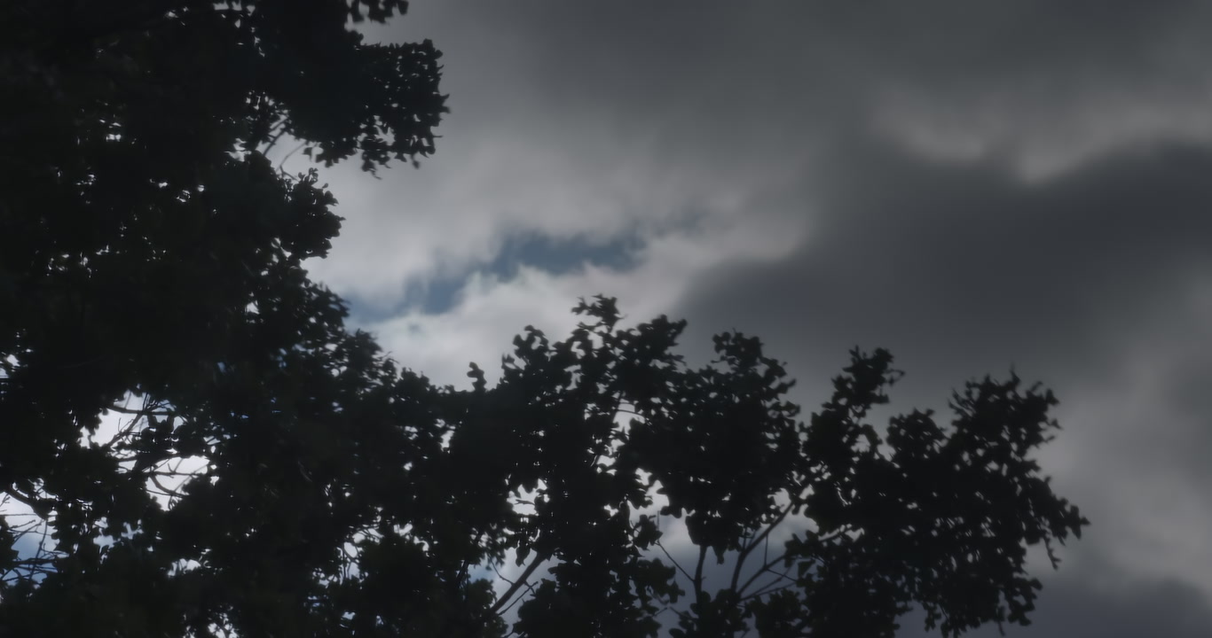 Wind in trees - dark storm clouds roll in above, flash of lightning with thunder