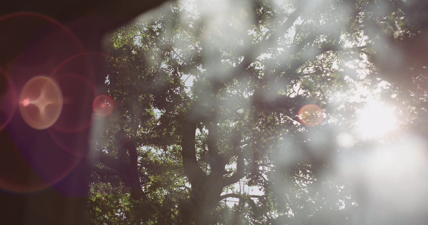 Wind in trees - strong, bright afternoon sun with flares, window POV