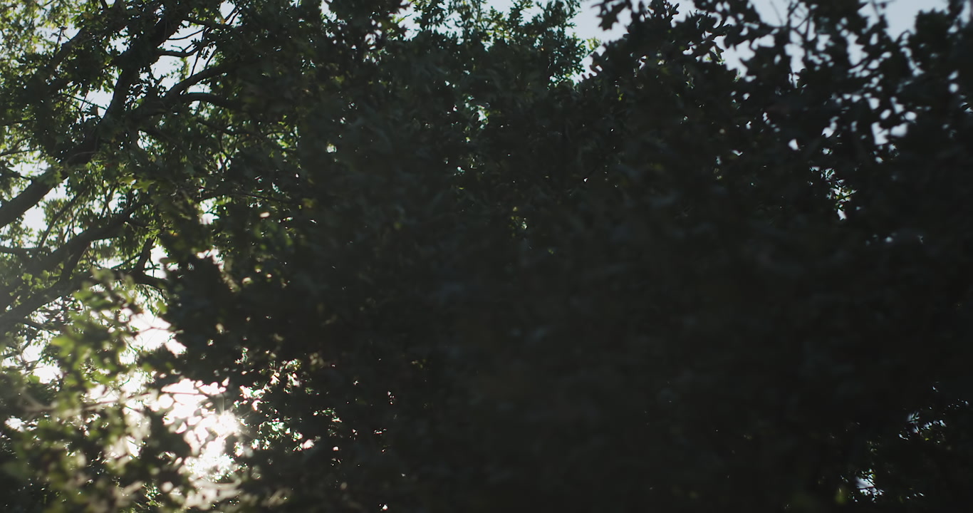 Wind in trees - bright sunlight shines through, flares