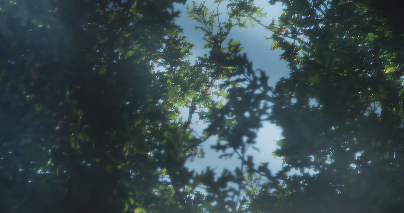 Wind in trees - soft, dreamy view through window