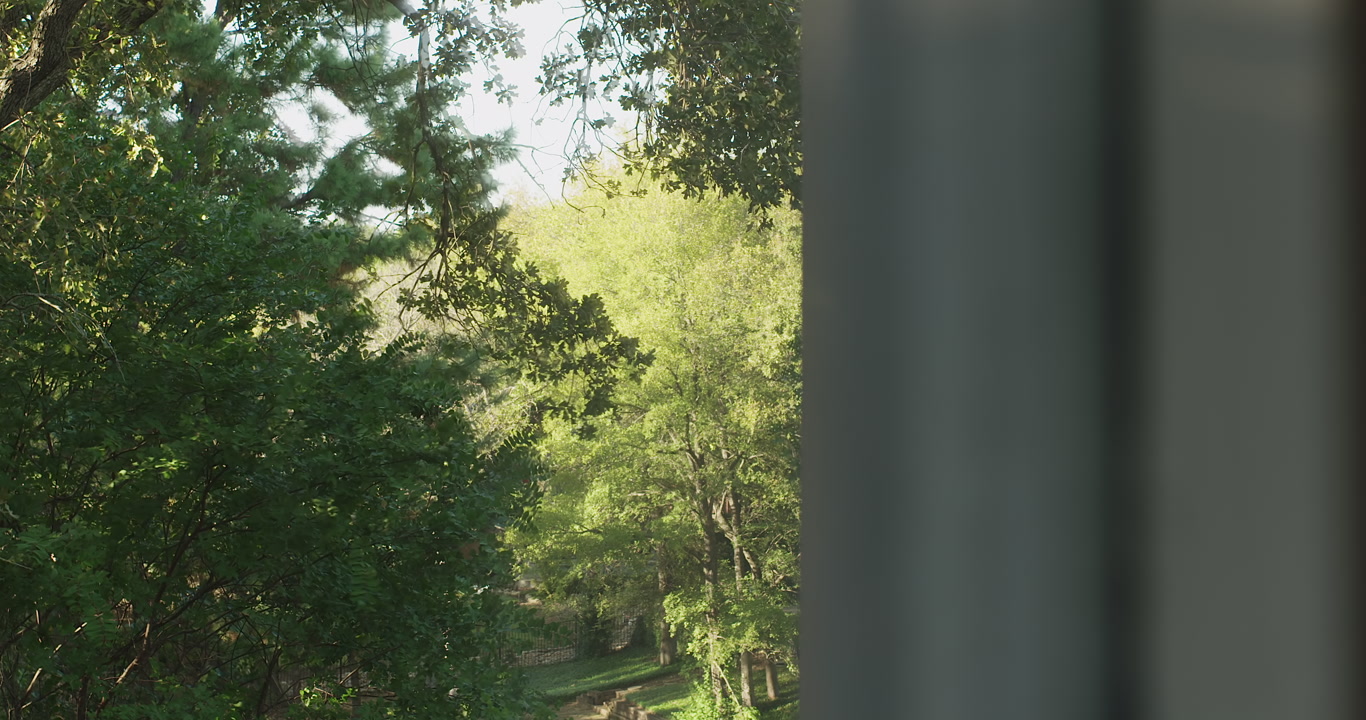 Wind in trees - sunny, breezy day, window POV