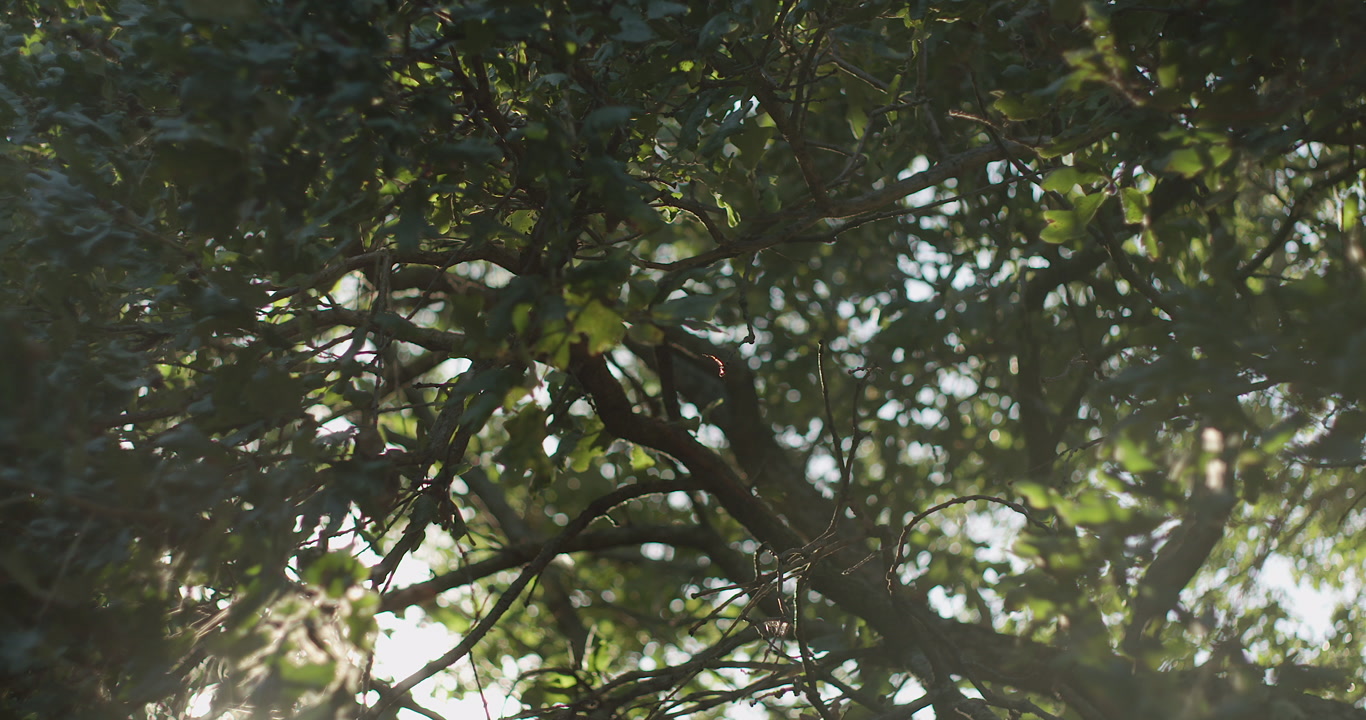 Wind in trees - sun shines through tree as it rocks in wind, close-up