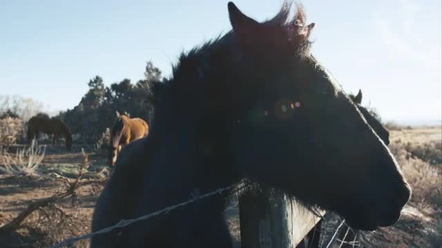 Horses in the desert at the fence