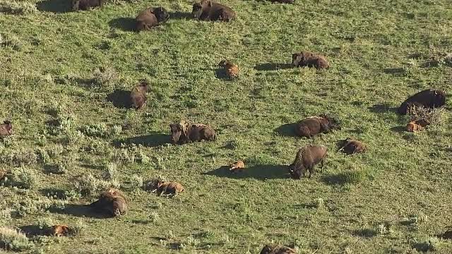 CineFlex view of Bison in a Field_1