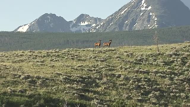 CineFlex view of two Elk