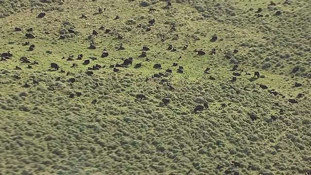 CineFlex view of Bison in a Field_2