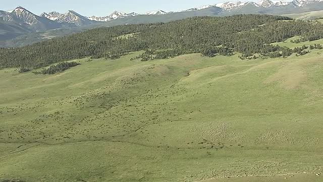 CineFlex view of Bison in a Field_3
