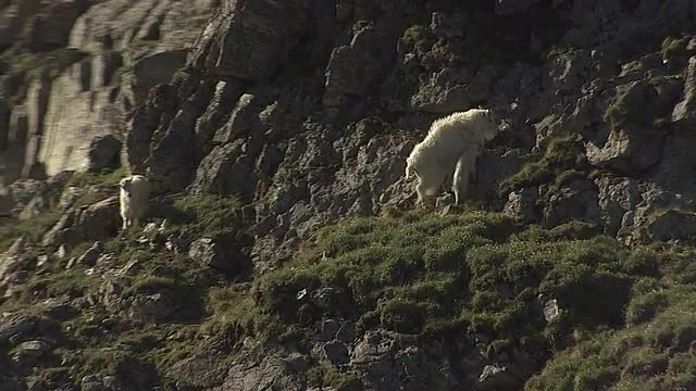 CineFlex view of Mountain Goats_2