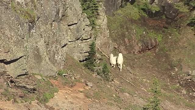 CineFlex view of Mountain Goats_3