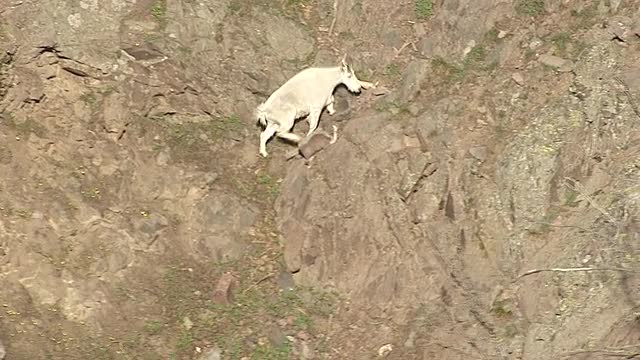 CineFlex view of Mountain Goat