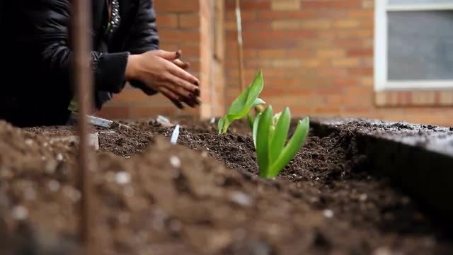 Spring Planting 1532