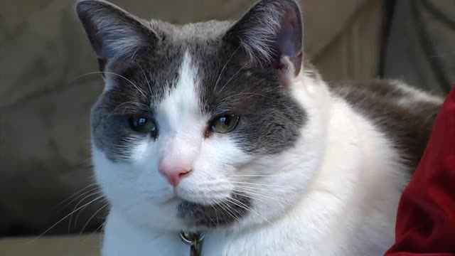 House Cat 1372