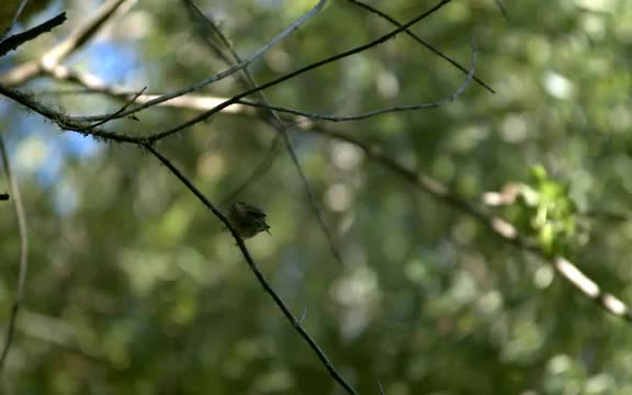 Sparrow Takeoff