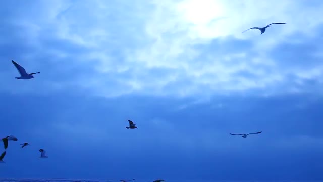 Drift ice and sea gulls, morning