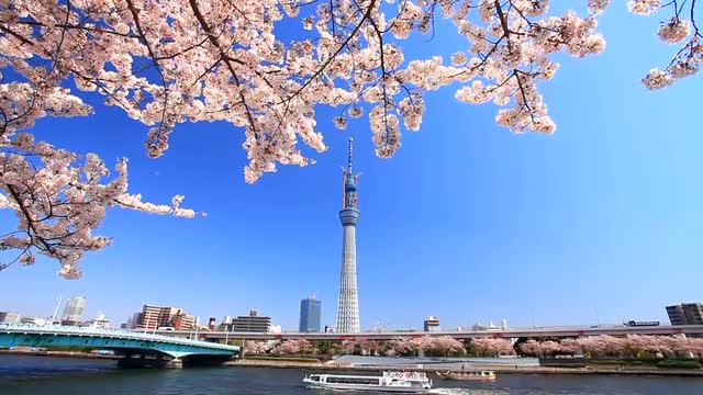 Water bus, cherry, Sumida river, and Tokyo sky tree