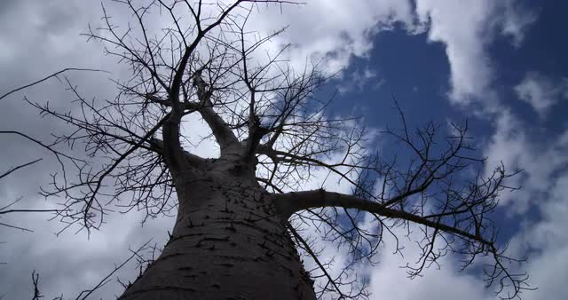 Baobab Tree Timelapse - 4k version