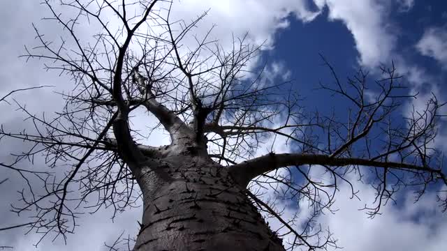Baobab Tree Timelapse