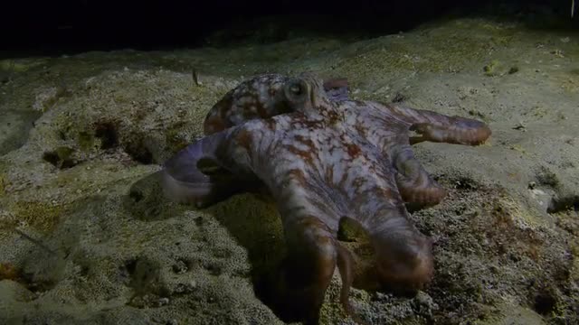 Octopus hunts at night