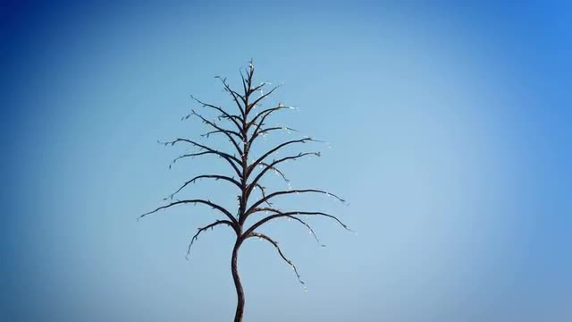 Dollars growing on a tree.