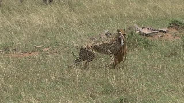Cheetah Carries Kill