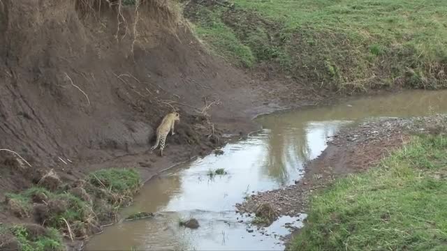 Leopard Stalks Gazelle