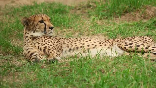 Cheetah
