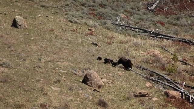 grizz_4cubs_isolated2.mov
