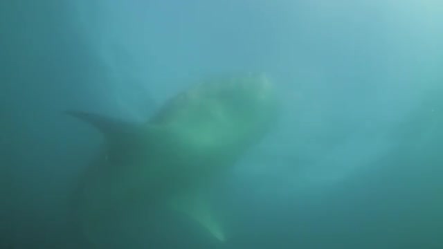 Whale shark feeding on plankton 1