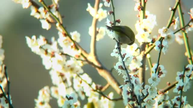 Japanese white eye sucking syrop from plum flower