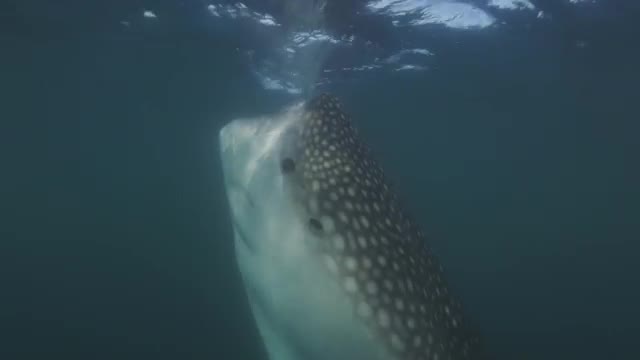 Whale shark feeding on plankton 4