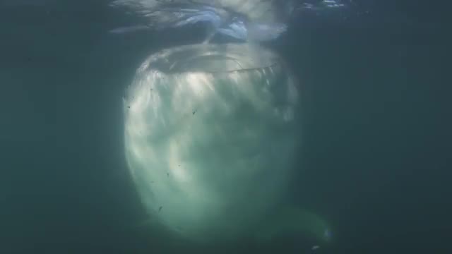 Whale shark feeding on plankton 11