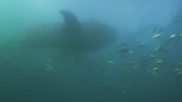 Whale shark feeding on plankton 12