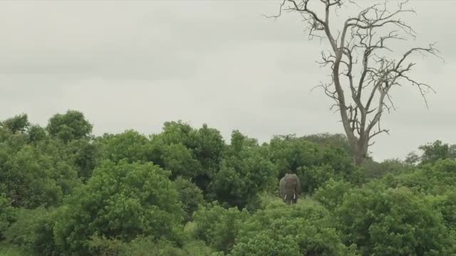 Elephant standing amongst brush and trees