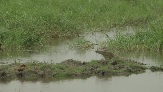 Crocodile opens mouth in swamp area